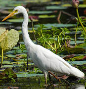 Medium Egret