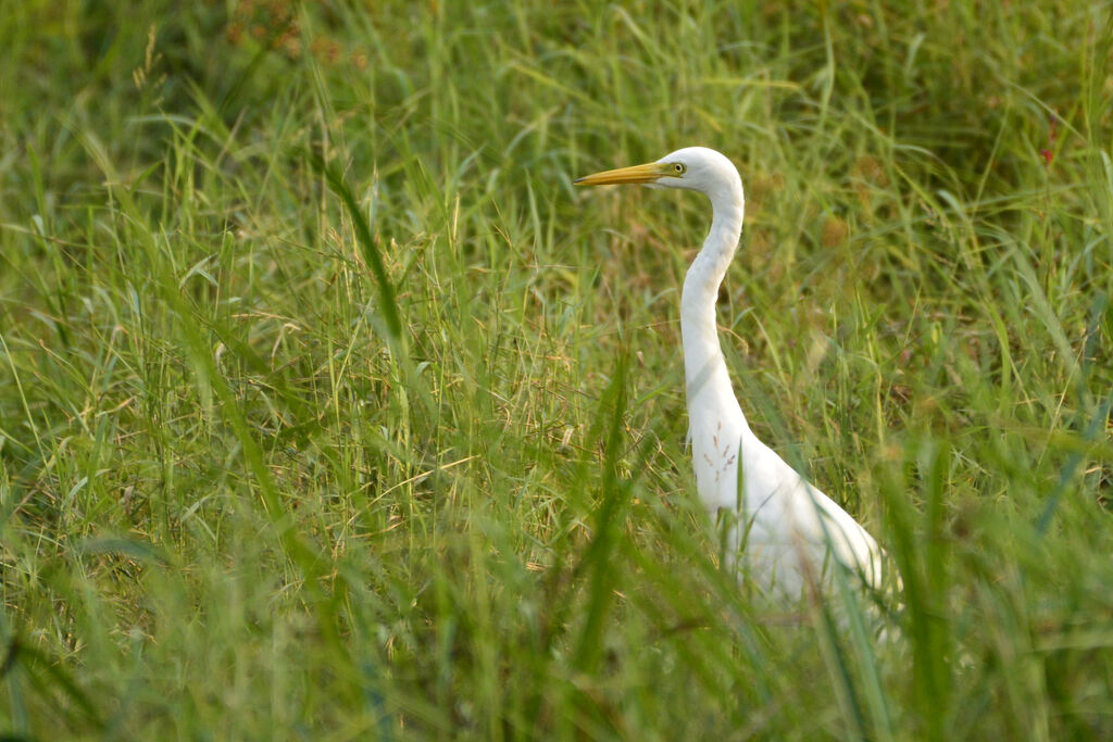 Intermediate Egretadult