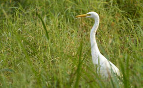 Medium Egret