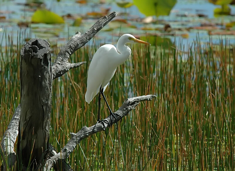 Intermediate Egret