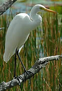 Medium Egret