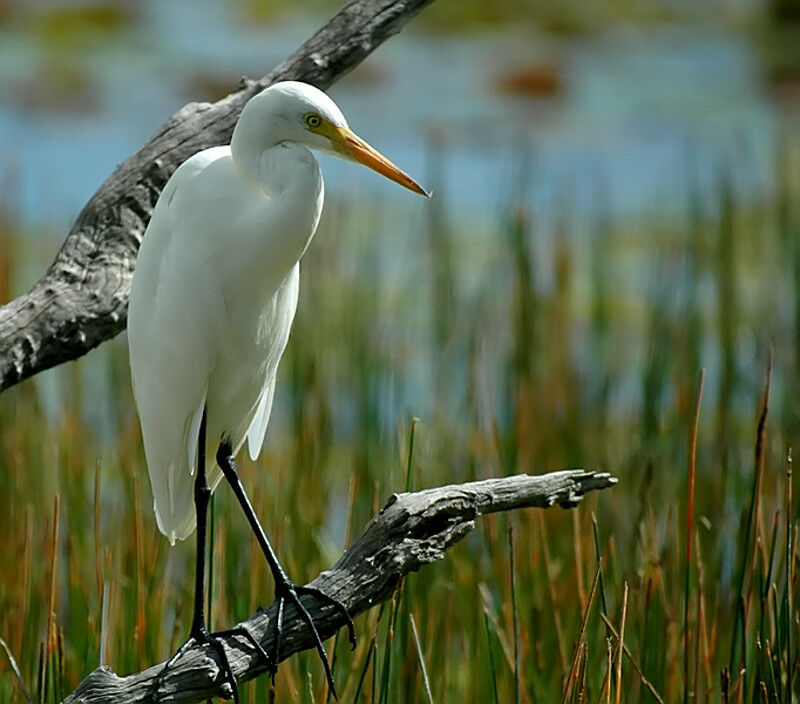 Medium Egret