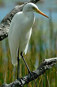 Intermediate Egret