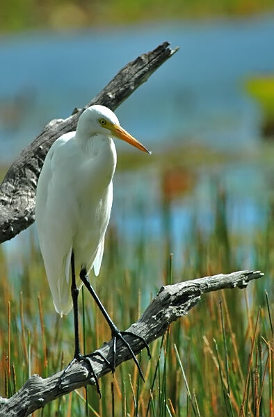 Medium Egret