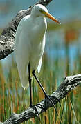 Medium Egret