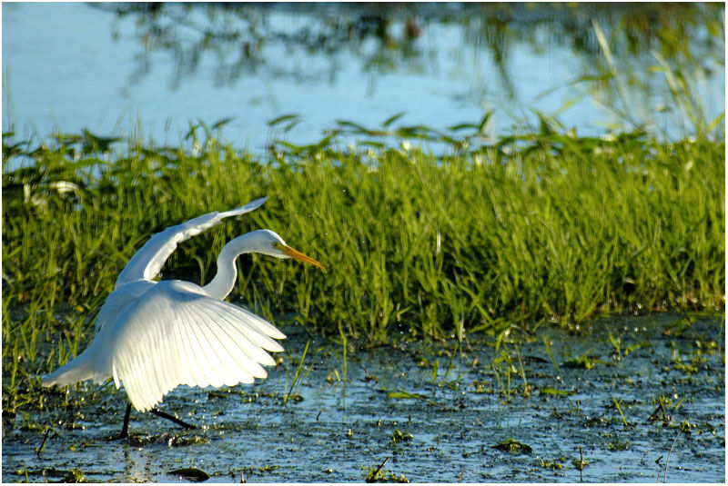 Medium Egretadult