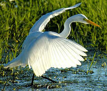 Medium Egret