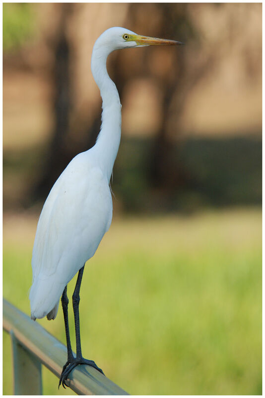 Intermediate Egretadult