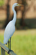 Intermediate Egret