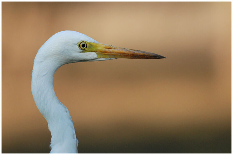 Intermediate Egretadult