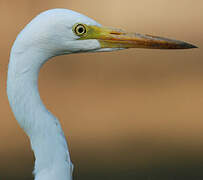 Intermediate Egret