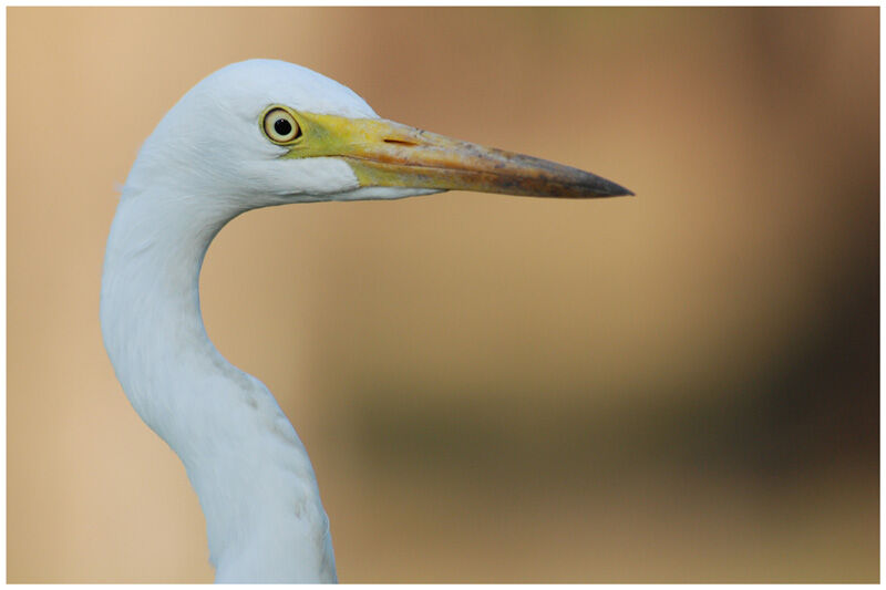 Medium Egretadult, close-up portrait