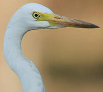 Medium Egret