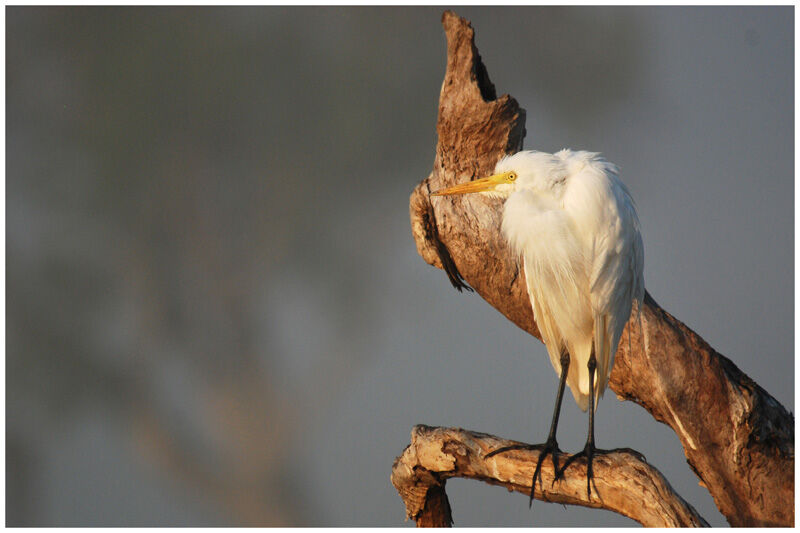 Intermediate Egretadult