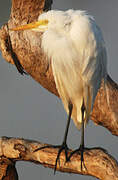 Intermediate Egret