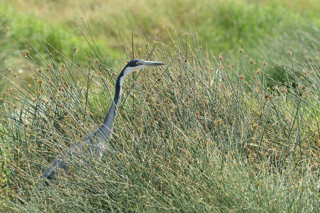 Black-headed Heronadult