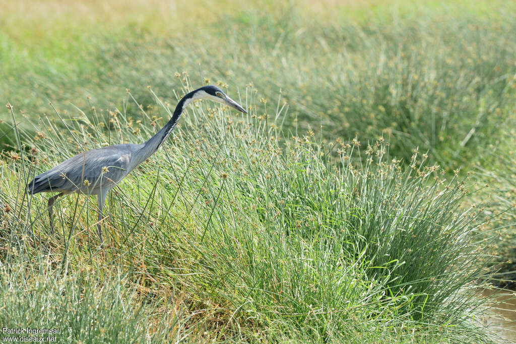 Black-headed Heronadult, habitat, fishing/hunting