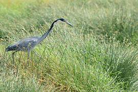 Black-headed Heron