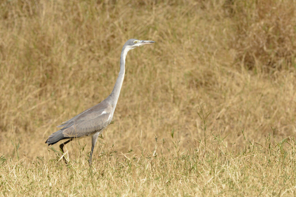 Black-headed Heronimmature