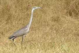 Black-headed Heron