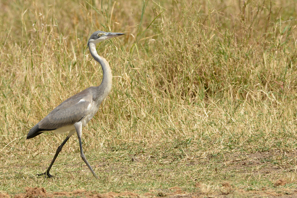 Héron mélanocéphaleimmature