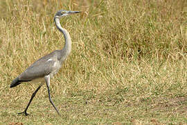 Black-headed Heron