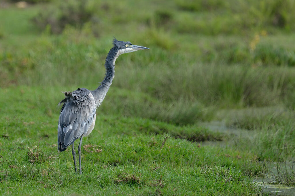 Black-headed Heronadult