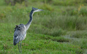 Black-headed Heron