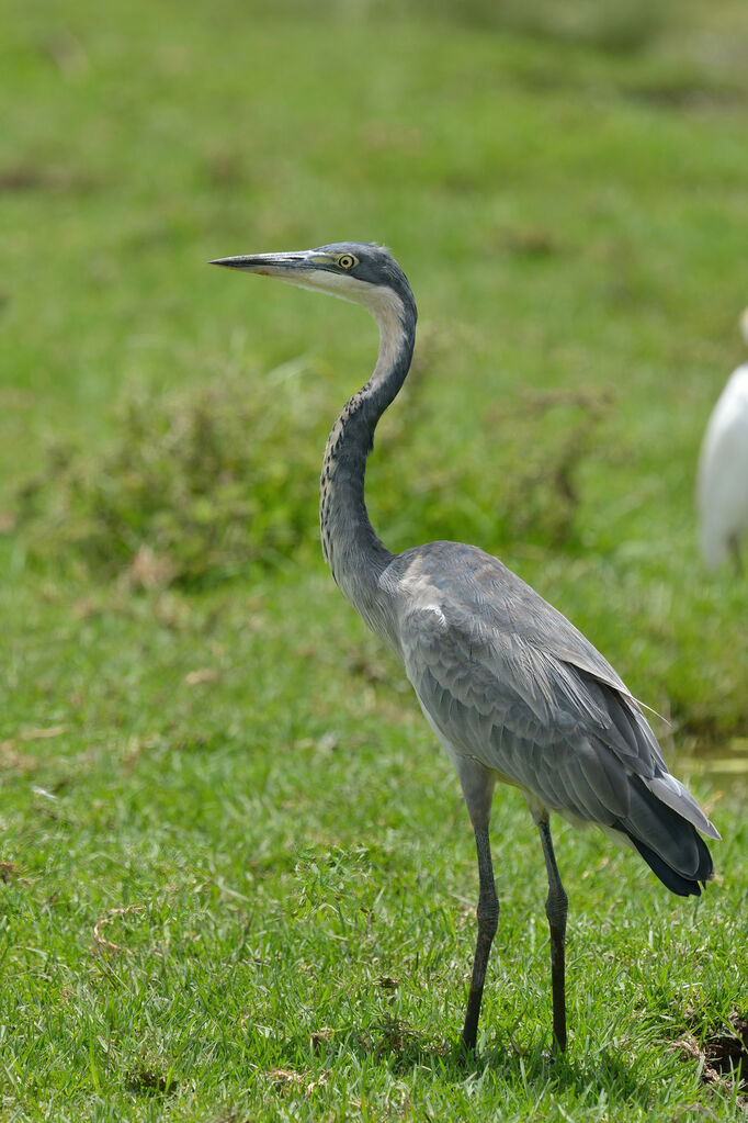 Black-headed Heronadult