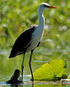 Pied Heron