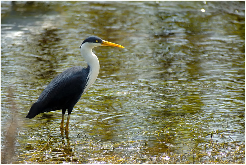 Pied Heronadult