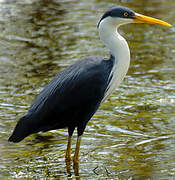 Pied Heron