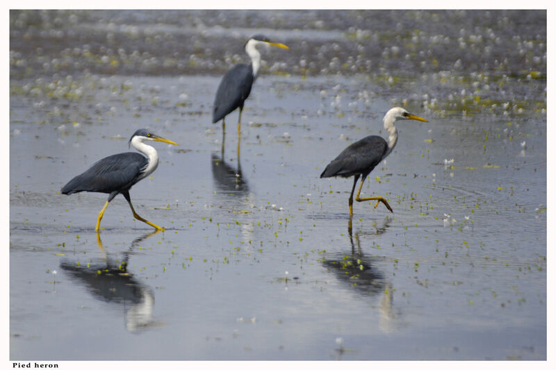 Pied Heron