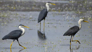 Pied Heron