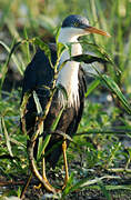 Pied Heron