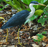 Pied Heron