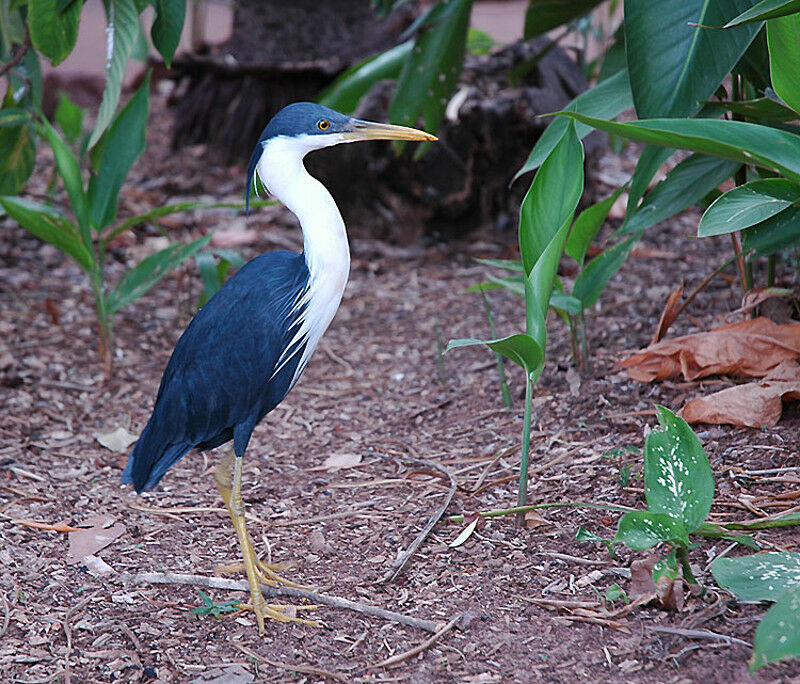 Pied Heron