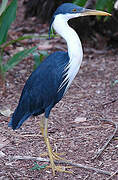 Pied Heron