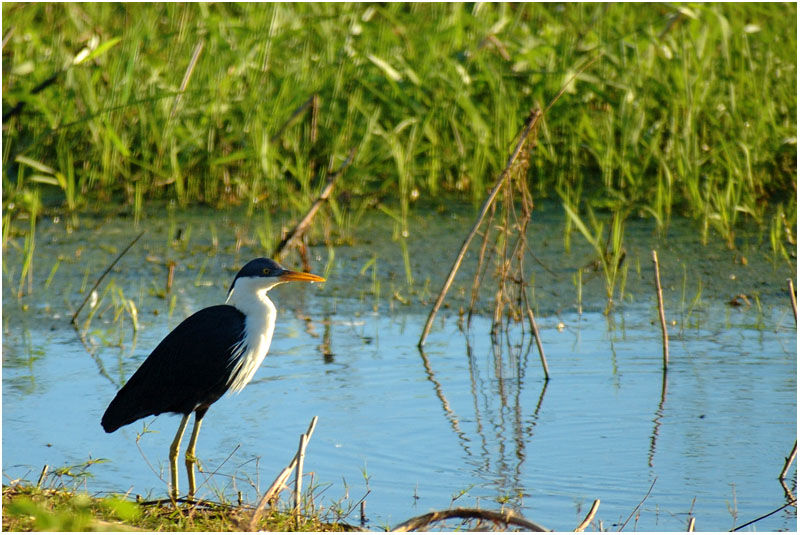 Pied Heronadult