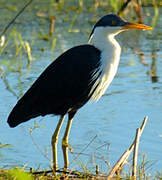 Pied Heron