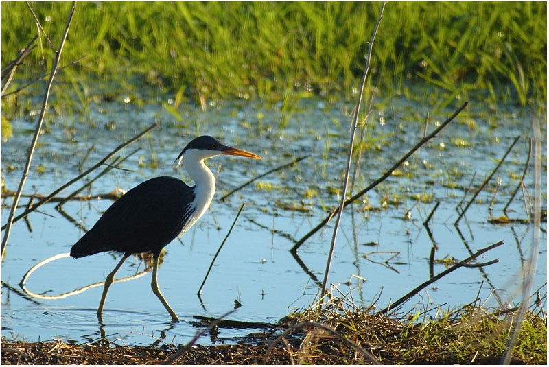 Pied Heronadult