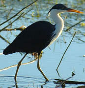 Pied Heron