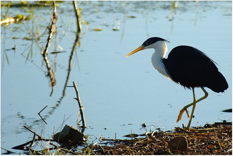 Pied Heronadult