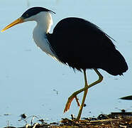 Pied Heron