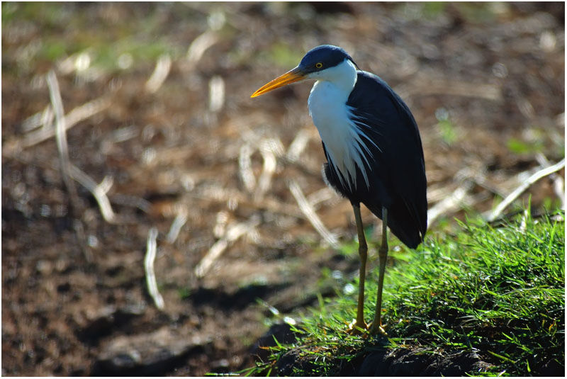 Pied Heronadult