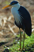 Pied Heron