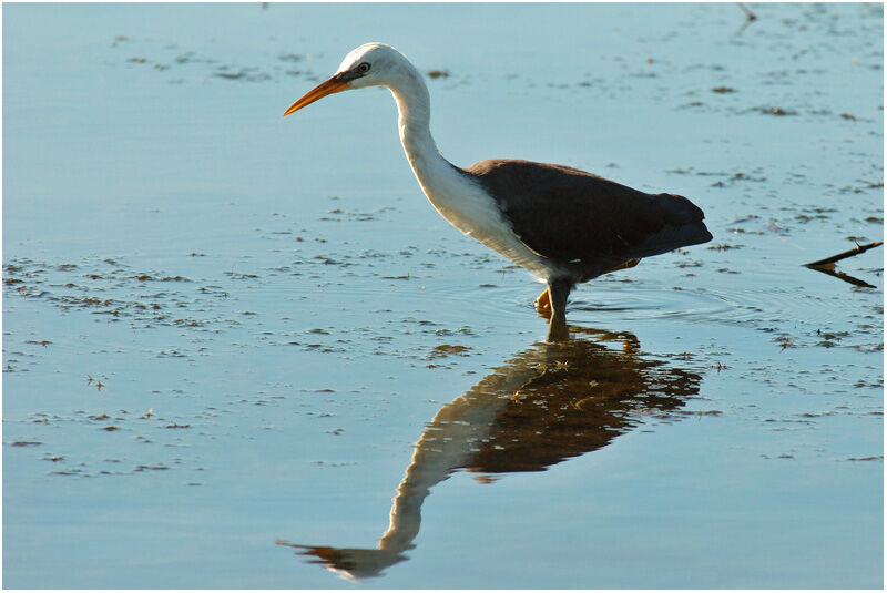 Pied Heronimmature