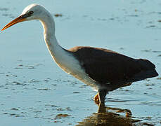 Pied Heron