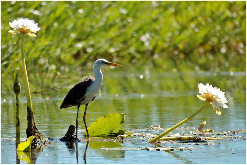 Pied Heronimmature