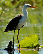 Pied Heron